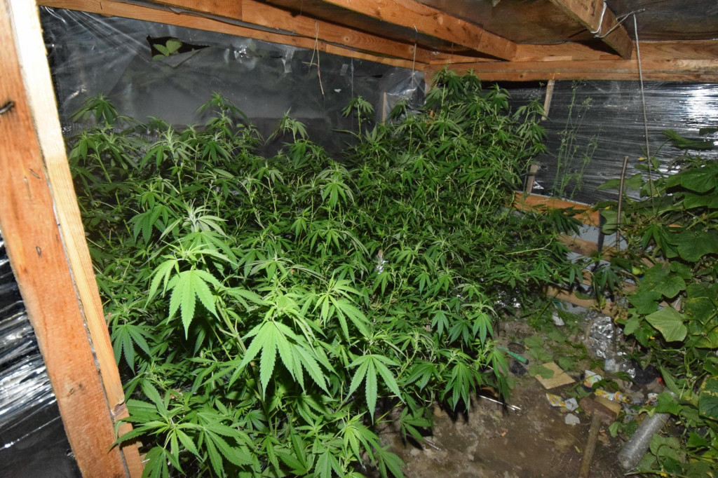 Ilustračné foto. Kanabis je rozšírený vo všetkých testovaných zdrojoch odpadových vôd.

FOTO:  TASR/KR PZ v Prešove