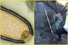 Po 40-tisíc rokoch sa prebúdzajú mikroorganizmy z ľadu