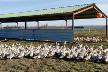 Vtáčia chrípka pred desiatimi rokmi skoro vôbec nebola témou, dnes je situácia iná. FOTO: Reuters