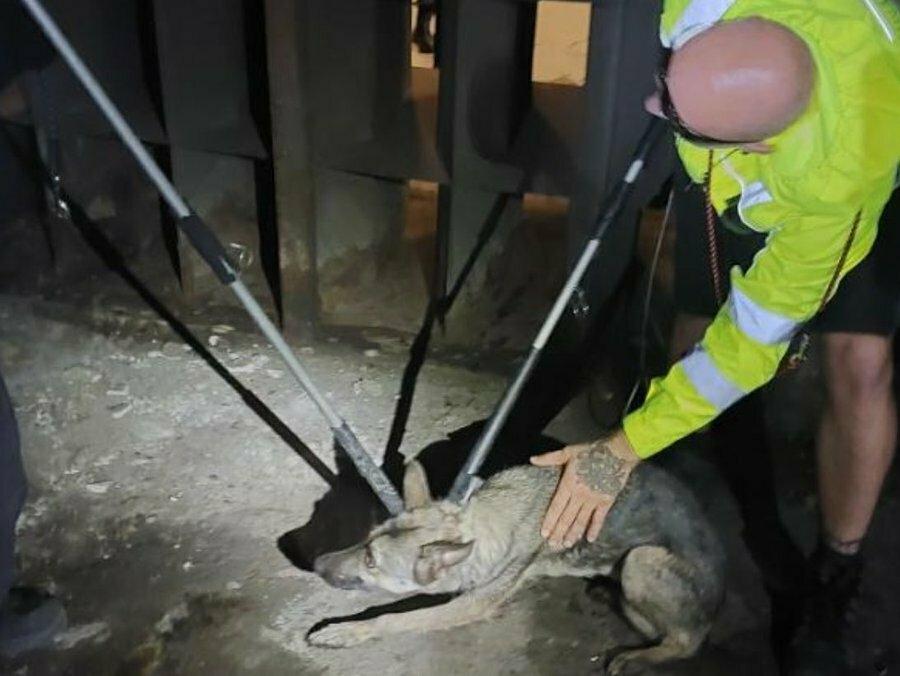 Zatúlaný pes zastavil pražské metro, chytili ho po piatich hodinách