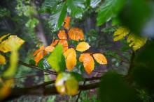 Na ilustračnej snímke sfarbené listy buku lesného v Bielych Karpatoch