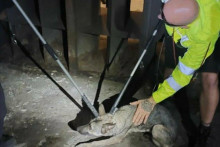 Zatúlaný pes v Prahe na viac ako päť hodín zastavil prevádzku veľkej časti metra linky A. FOTO: X/Policie ČR