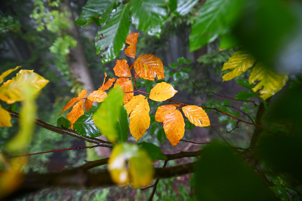 Na ilustračnej snímke sfarbené listy buku lesného v Bielych Karpatoch