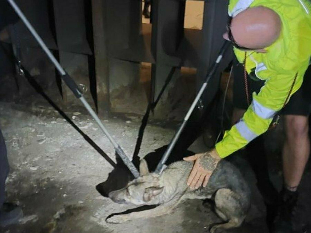 Zatúlaný pes v Prahe na viac ako päť hodín zastavil prevádzku veľkej časti metra linky A. FOTO: X/Policie ČR