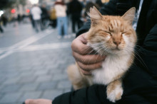 V článku nájdete aj zaujímavosť o ryšavých mačkách. FOTO: Onur/Pexels