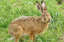 Zajac poľný. FOTO: TASR