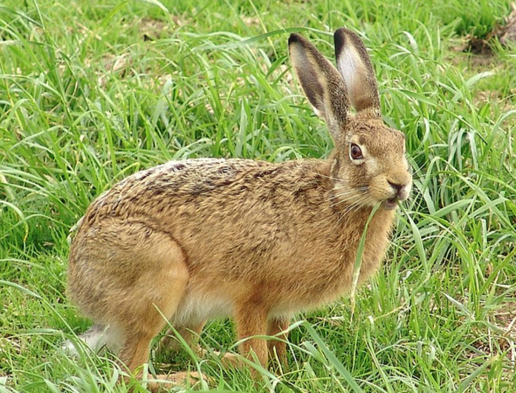 Zajac poľný. FOTO: TASR