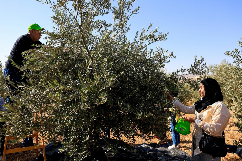 Palestínčania zbierajú olivy počas zberu úrody v dedine Maniya neďaleko Betlehema na Izraelom okupovanom Západnom brehu Jordánu. FOTO: Reuters