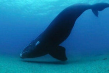 Vzácne veľryby prekvapili vedcov – ich počet sa konečne zvýšil!