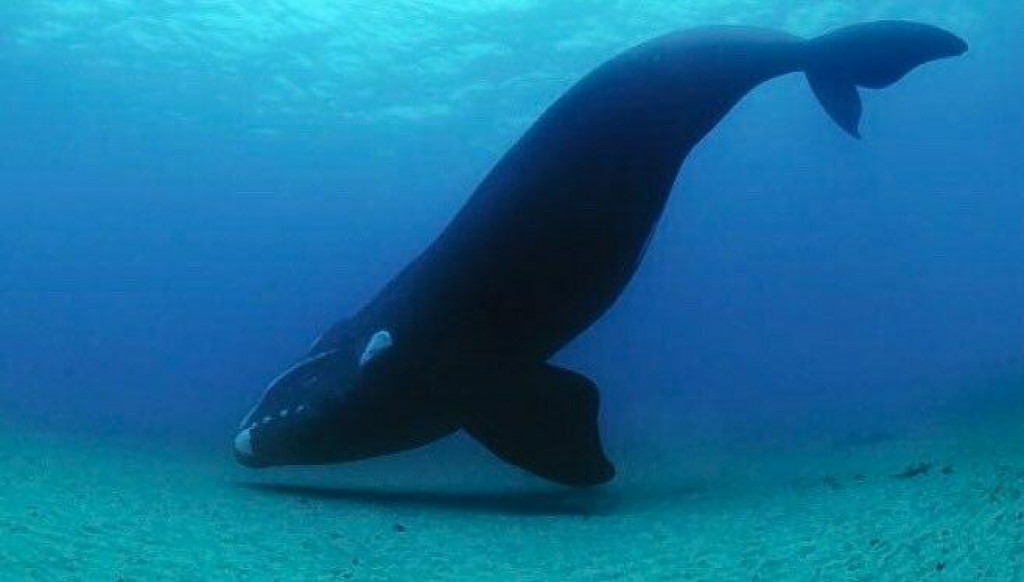 Vzácne veľryby prekvapili vedcov – ich počet sa konečne zvýšil!