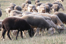 Počet oviec na Slovensku sa zvýšil prvýkrát po desiatich rokoch. FOTO: Peter Mayer