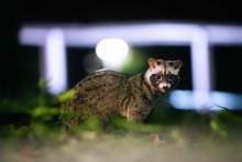 Káva, ktorá stojí tisíce, prešla cez črevá zvieraťa.