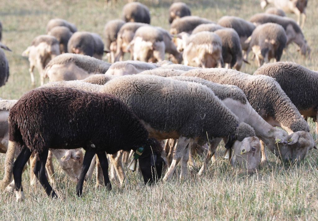 Počet oviec na Slovensku sa zvýšil prvýkrát po desiatich rokoch. FOTO: Peter Mayer