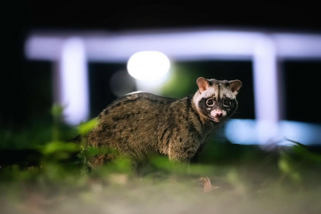 Káva, ktorá stojí tisíce, prešla cez črevá zvieraťa.