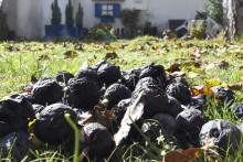 Orechov sa tento rok na Slovensku urodilo viac, ich cena však stúpne. FOTO: TASR/F. Iván
