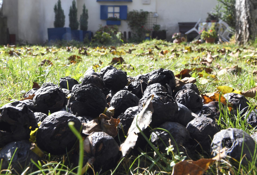 Orechov sa tento rok na Slovensku urodilo viac, ich cena však stúpne. FOTO: TASR/F. Iván