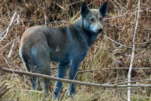 Modré psy z Černobyľa prekvapili vedcov.