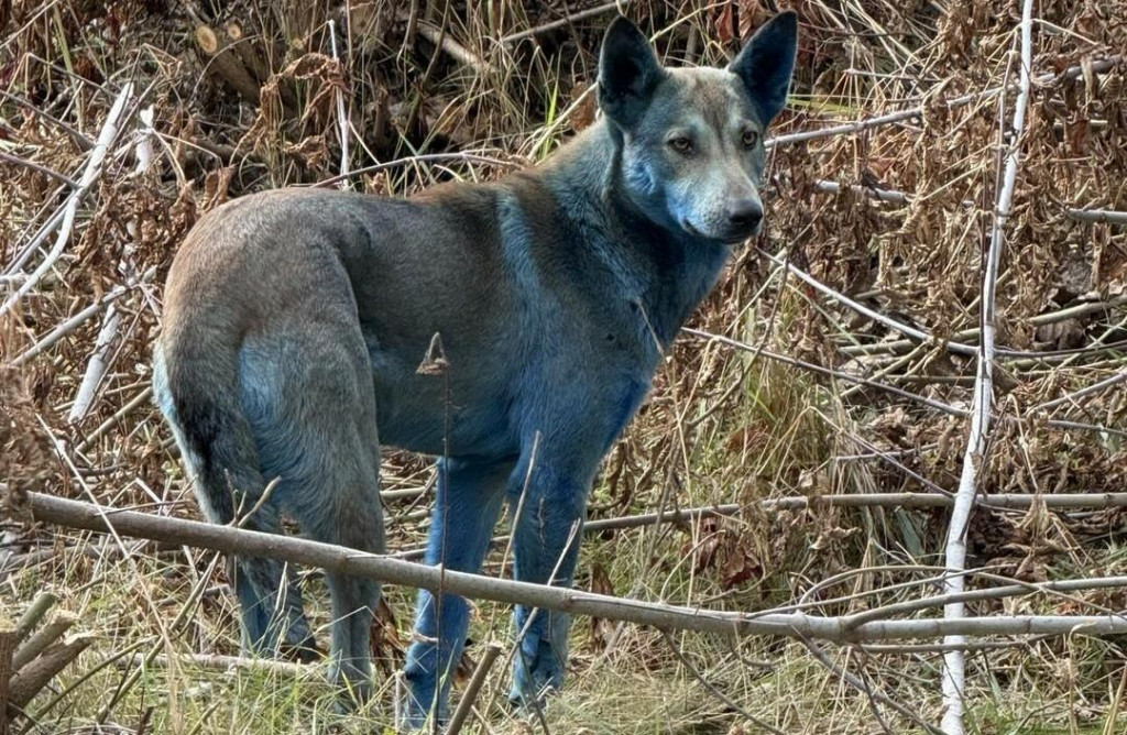 Modré psy z Černobyľa prekvapili vedcov.