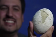 Vedci objavili dokonale zachované vajce dinosaura