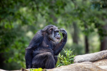 Sú šimpanzy inteligentnejšie ako niektorí Slováci?