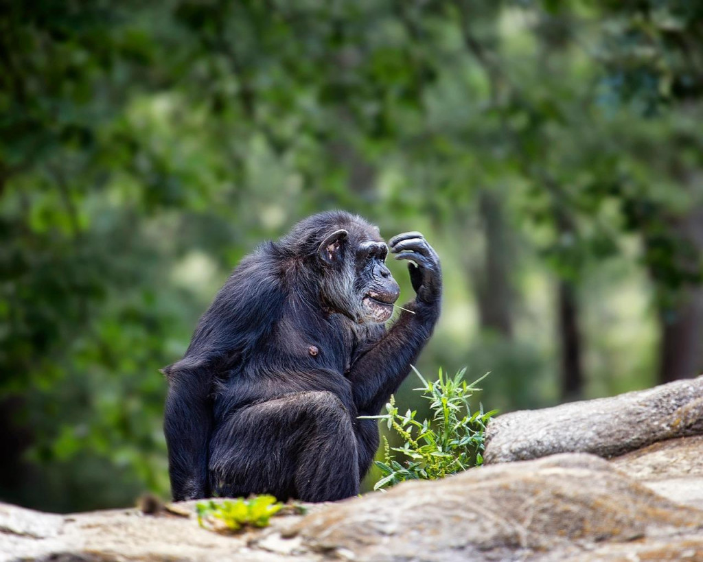 Sú šimpanzy inteligentnejšie ako niektorí Slováci?