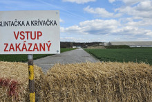 Slintačka a krívačka, alebo aj aftózna horúčka, je vysoko nákazlivé vírusové ochorenie zvierat. Postihuje najmä hovädzí dobytok, kozy, ovce, ošípané, ale aj voľne žijúcu raticovú zver a iné párnokopytníky. FOTO: HN/Katarína Šelestiaková