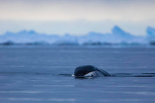 Toto zviera žije 200 rokov bez chorôb.