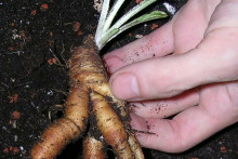 Mandragora officinarum