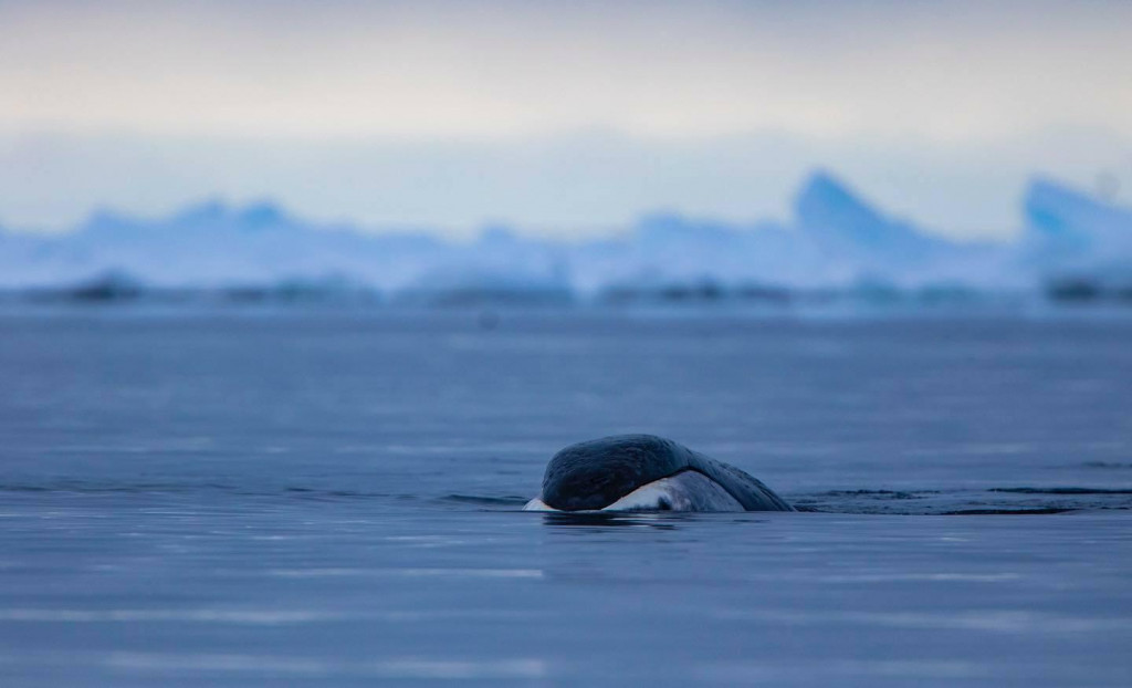 Toto zviera žije 200 rokov bez chorôb.