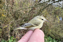 381. vtáčí druh na Slovensku