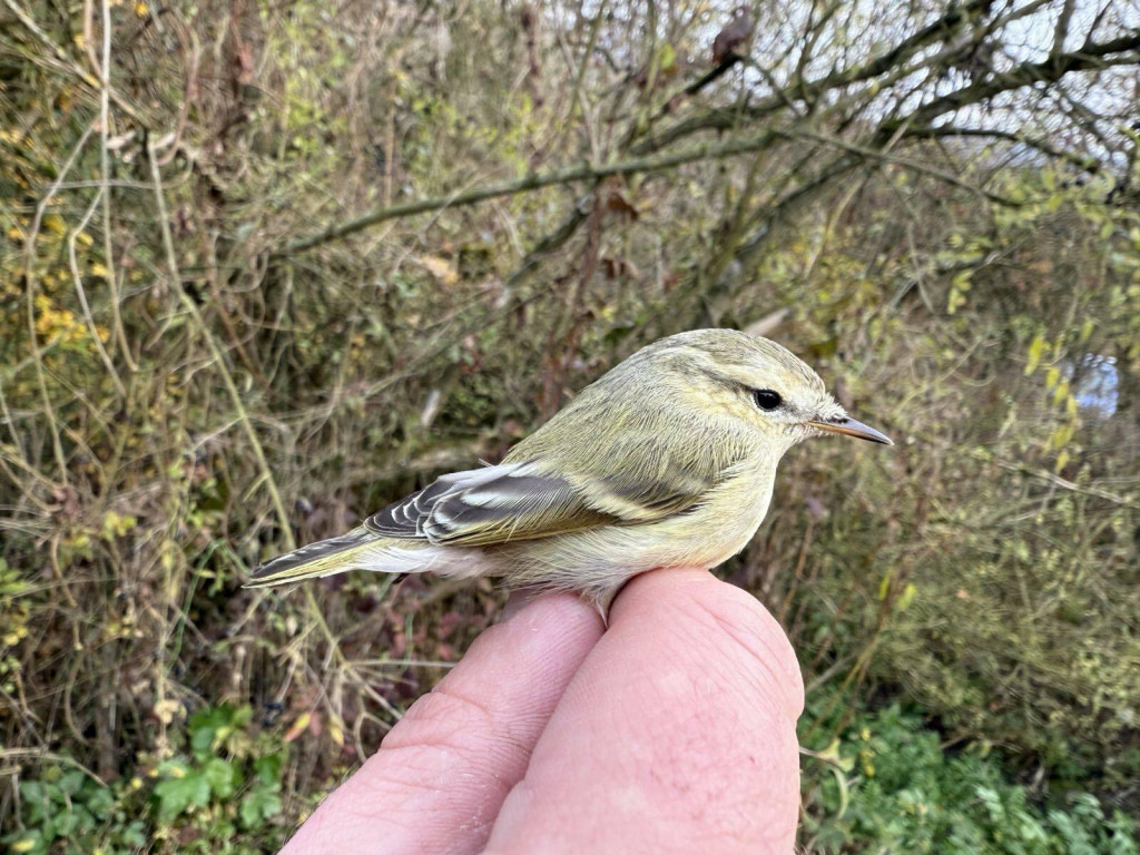 381. vtáčí druh na Slovensku