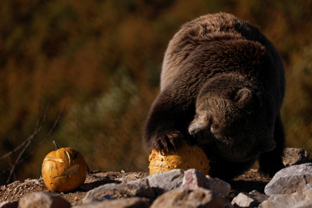 Medveď hnedý. FOTO: Reuters