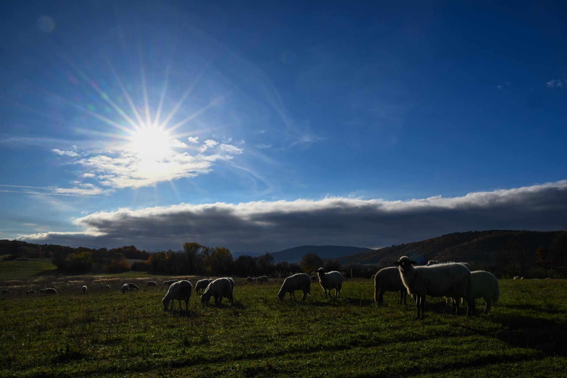 Po dekáde došlo k otočke, chovatelia oviec si skokovo prilepšili. Farmár: Nemám dôvod chov rušiť