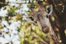 Žirafy ukrývajú evolučné tajomstvo.