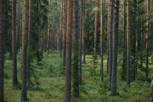 Hmyz a sucho menia lesy.