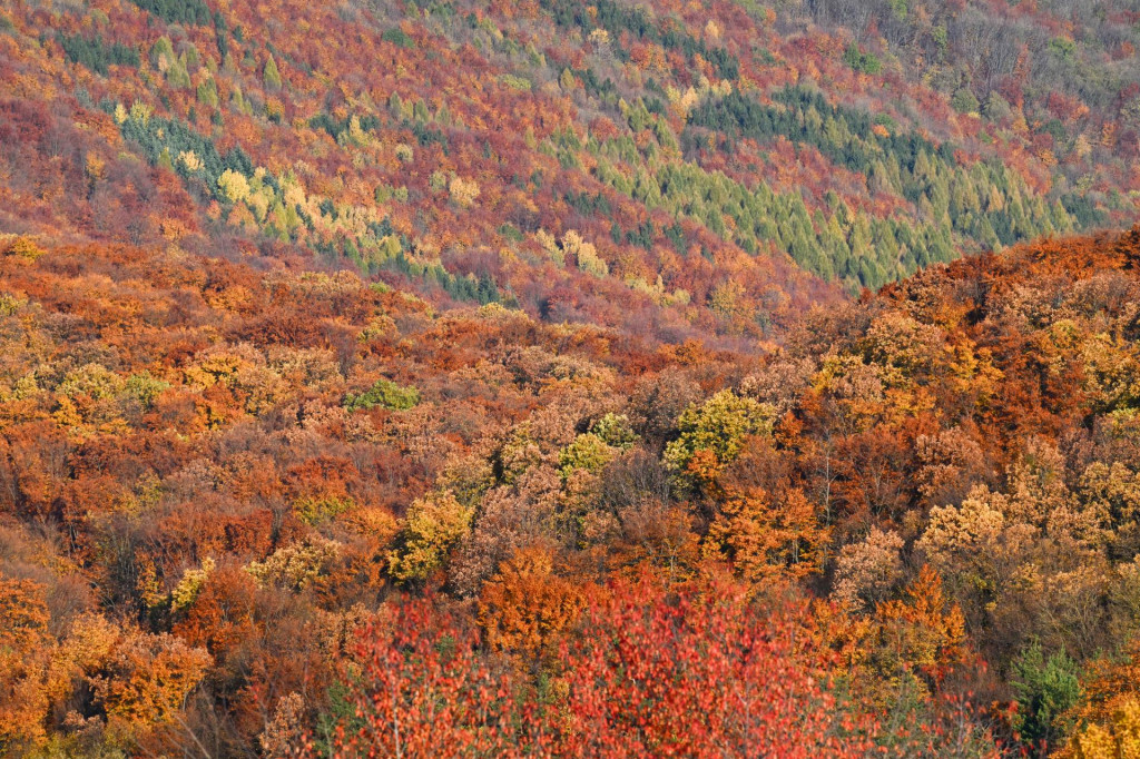 Vedenie podniku Lesy SR tvrdenia Zväzu odmietlo a považuje ich za účelové a v rozpore so skutočnosťou. FOTO: TASR/Martin Medňanský