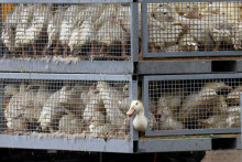 Kačice určené na utratenie presúvajú na kačacej farme po vypuknutí vysoko nákazlivej vtáčej chrípky. FOTO: Reuters