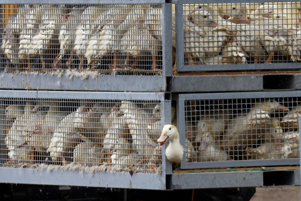 Kačice určené na utratenie presúvajú na kačacej farme po vypuknutí vysoko nákazlivej vtáčej chrípky. FOTO: Reuters