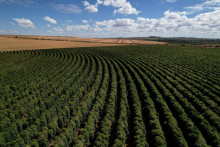 Okolo 14:00 káva arabica vykazovala pokles o 1,9 percenta na 3,90 dolára za libru. Kakao v rovnakom čase odpisovalo 5,4 percenta na 5188,80 dolára za tonu. FOTO: REUTERS