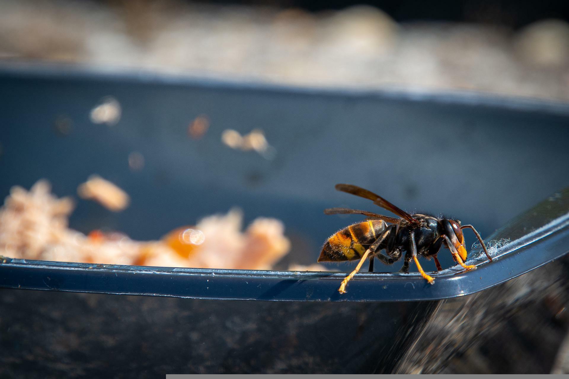 Včelári vo Francúzsku bojujú s rastúcou populáciou invazívneho sršňa ázijského. Snažia sa ničiť hniezda