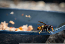 Sršeň ázijský postupuje dokrajín EÚ rýchlosťou 100 km za rok všetkými smermi. FOTO: Pixabay