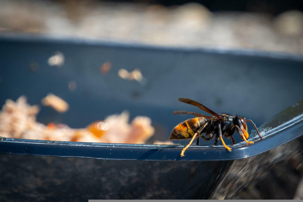Sršeň ázijský postupuje dokrajín EÚ rýchlosťou 100 km za rok všetkými smermi. FOTO: Pixabay
