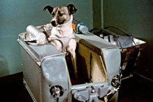 Aký bol skutočný osud Lajky?