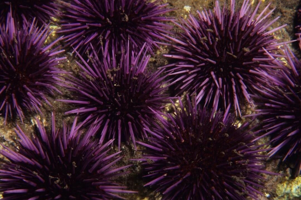 Morský ježko je vlastne „jeden celý mozog”