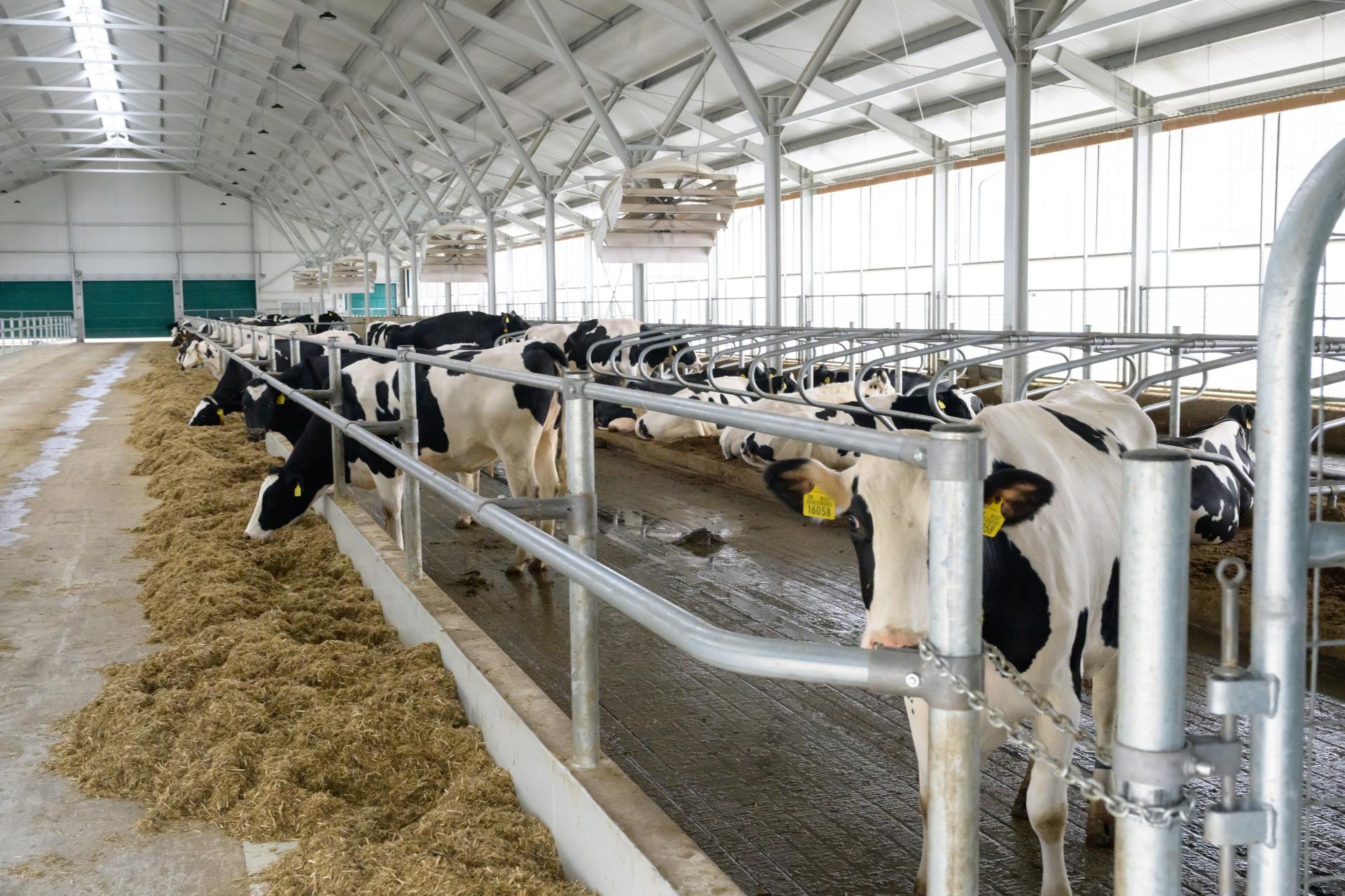 Ceny domácich mliečnych výrobkov nemôžu klesať ako v Európe. Najmä pre konsolidáciu, hodnotia mliekari