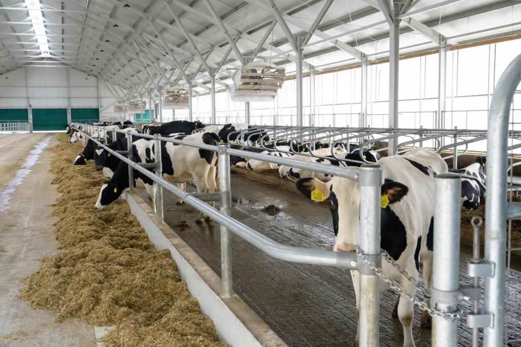 V areáli Poľnohospodárskeho družstva (PD) v Horných Obdokovciach v pondelok otvorili 3. novembra 2025 novú farmu na chov dojníc. FOTO: TASR/Henrich Mišovič