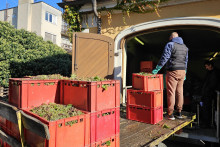 Ročník 2025 na Slovensku prial najmä bielym vínam. FOTO: TASR/M. Drozd