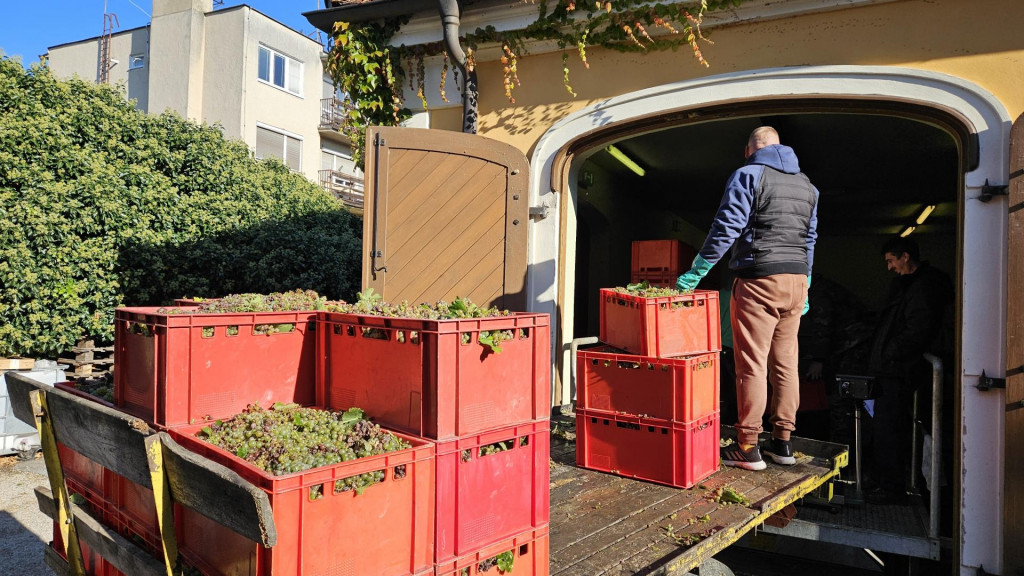 Ročn&iacute;k 2025 na Slovensku prial najm&auml; bielym v&iacute;nam. FOTO: TASR/M. Drozd