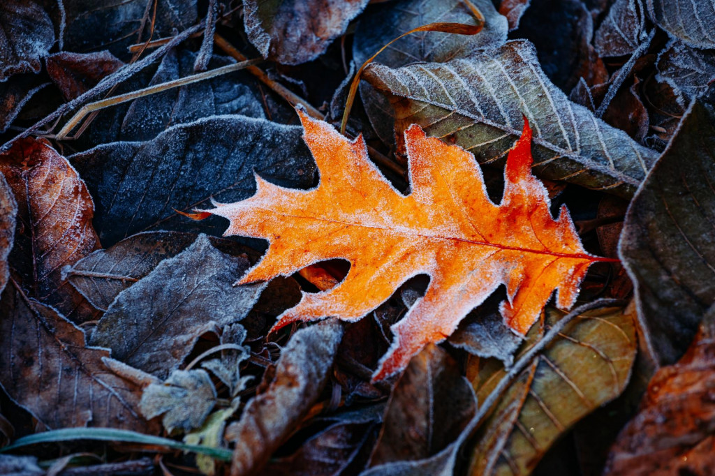 Keď ustúpi chlorofyl, do popredia vystúpia iné farbivá. Vďaka nim les zažiari farbami. FOTO: Shutterstock