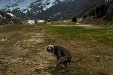 Spôsob, akým s nami psy komunikujú, je fascinujúci a dojímavý.